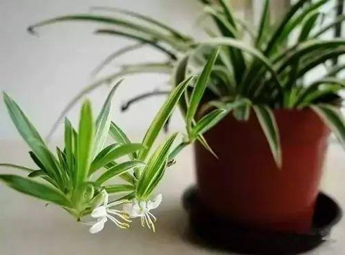 哪些植物可以輔助去除家里面的甲醛？